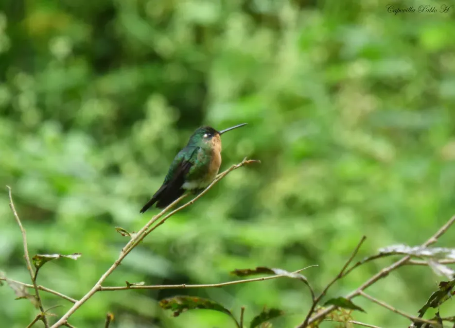 File:Eriocnemis glaucopoides 107016236.jpg