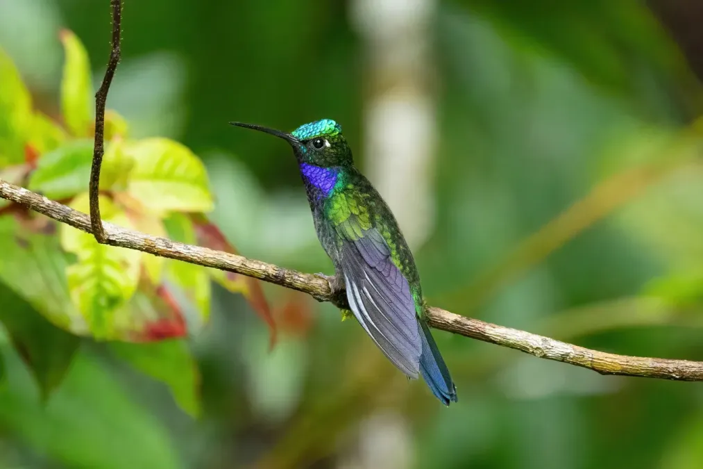 File:Campylopterus villaviscensio 246271773.jpg