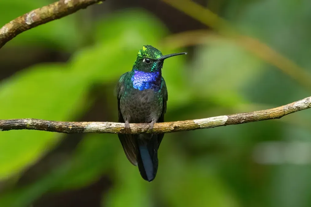 File:Campylopterus villaviscensio 246271781.jpg