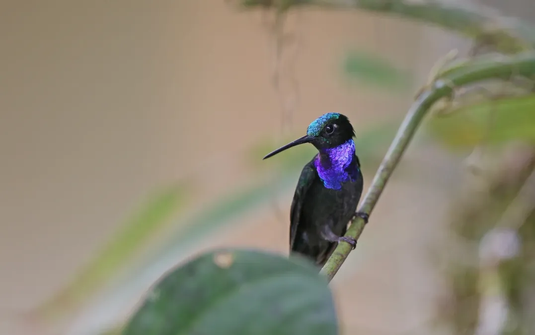 File:Campylopterus villaviscensio 168091000.jpg