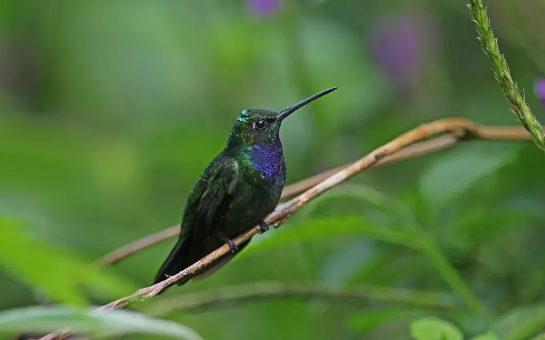 File:Campylopterus villaviscensio 166955979.jpg