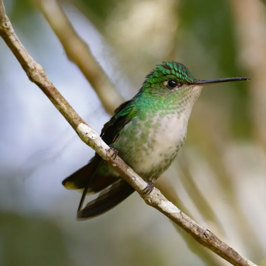 File:Goldmania violiceps 62248236.jpg