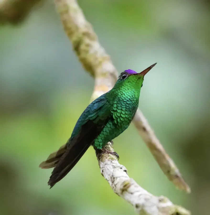 File:Goldmania violiceps 62186536.jpg