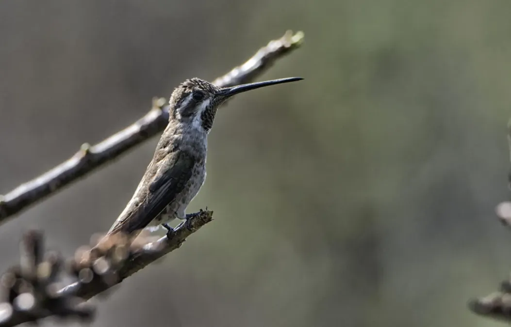File:Heliomaster constantii 119901429.jpg