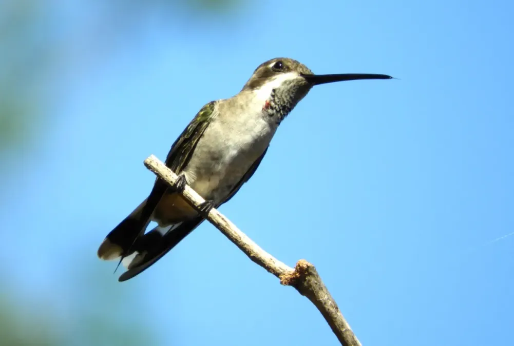 File:Heliomaster constantii 94538469.jpg