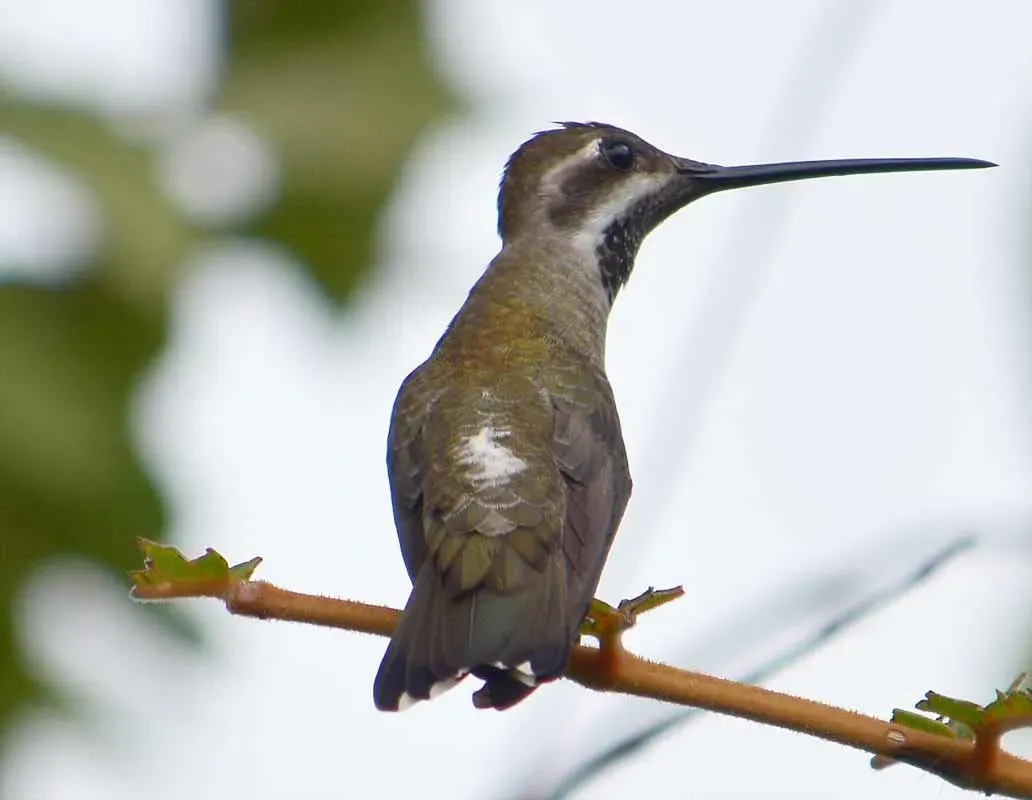 File:Heliomaster constantii 2398193.jpg