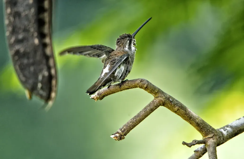 File:Heliomaster constantii 153488162.jpg
