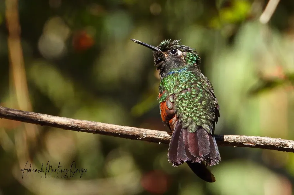 File:Lamprolaima rhami 119772709.jpg