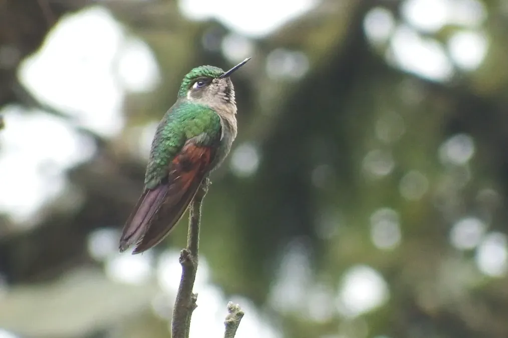 File:Lamprolaima rhami 29199254.jpg