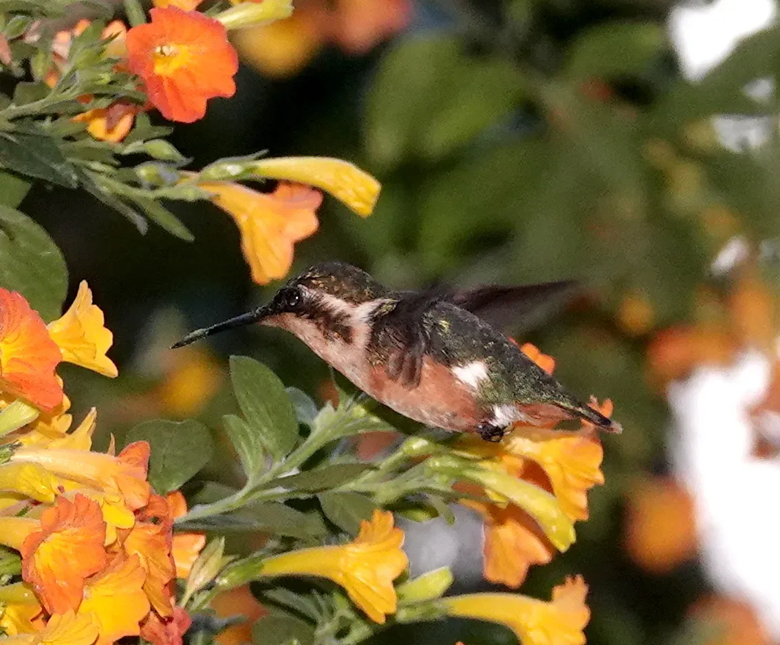 File:Chaetocercus astreans 180499996.jpg