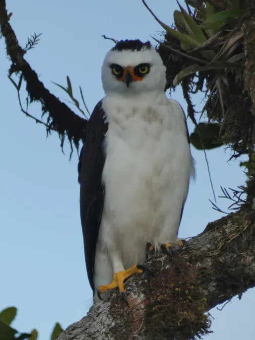 File:Spizaetus melanoleucus 247491826.jpg