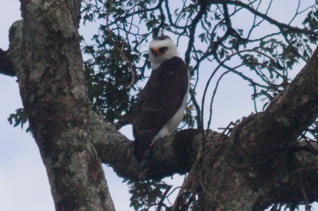 File:Spizaetus melanoleucus 254178199.jpg
