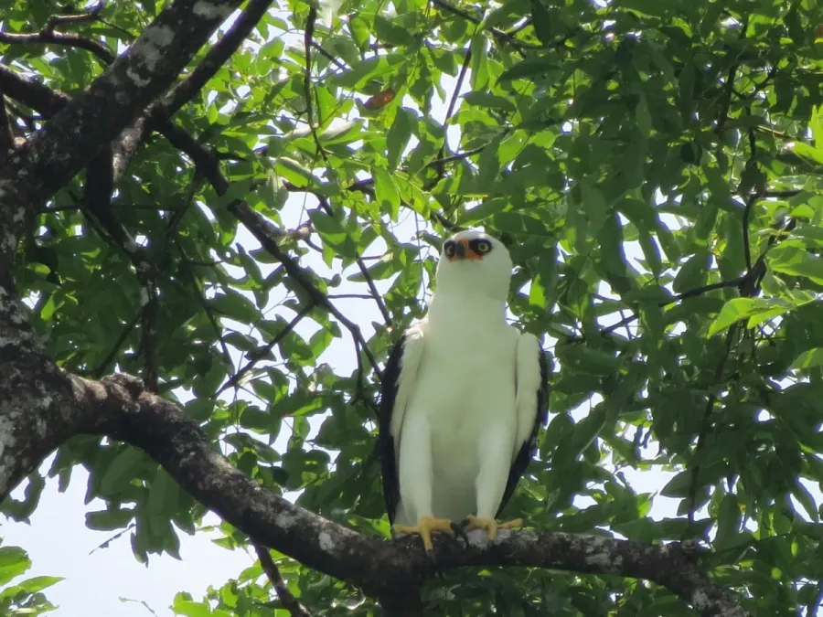 File:Spizaetus melanoleucus 111744132.jpg