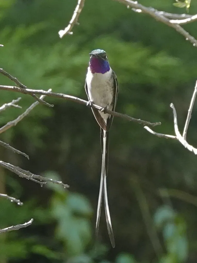 File:Thaumastura cora 188341541.jpg