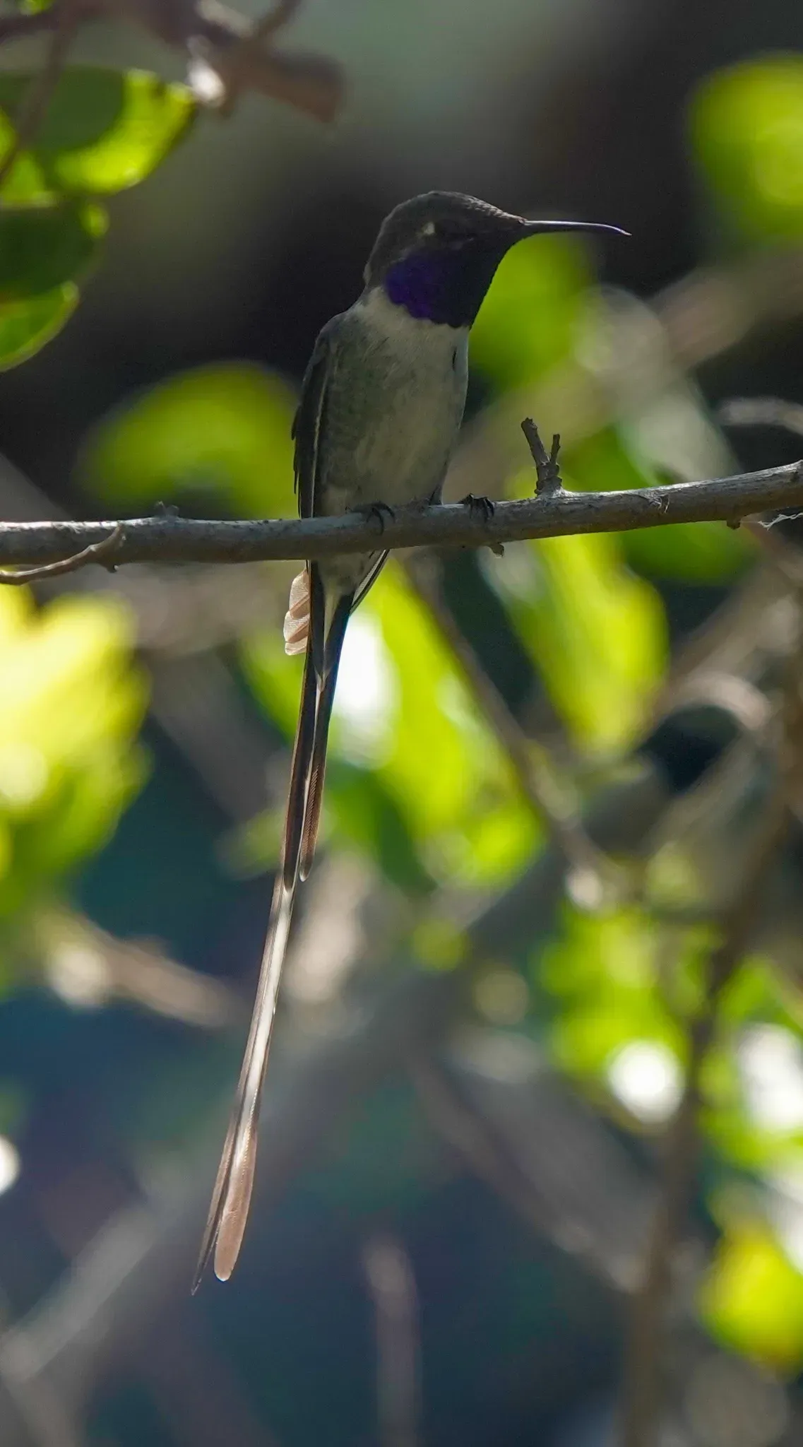 File:Thaumastura cora 188279075.jpg