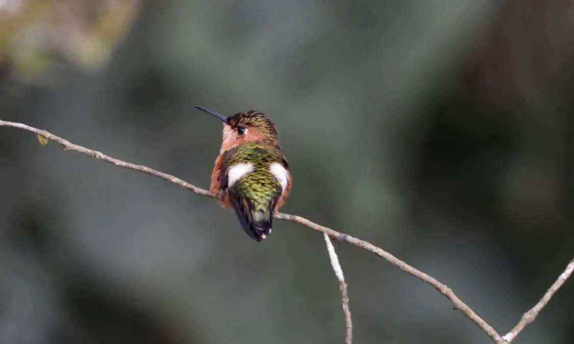 File:Tilmatura dupontii 228302633.jpg