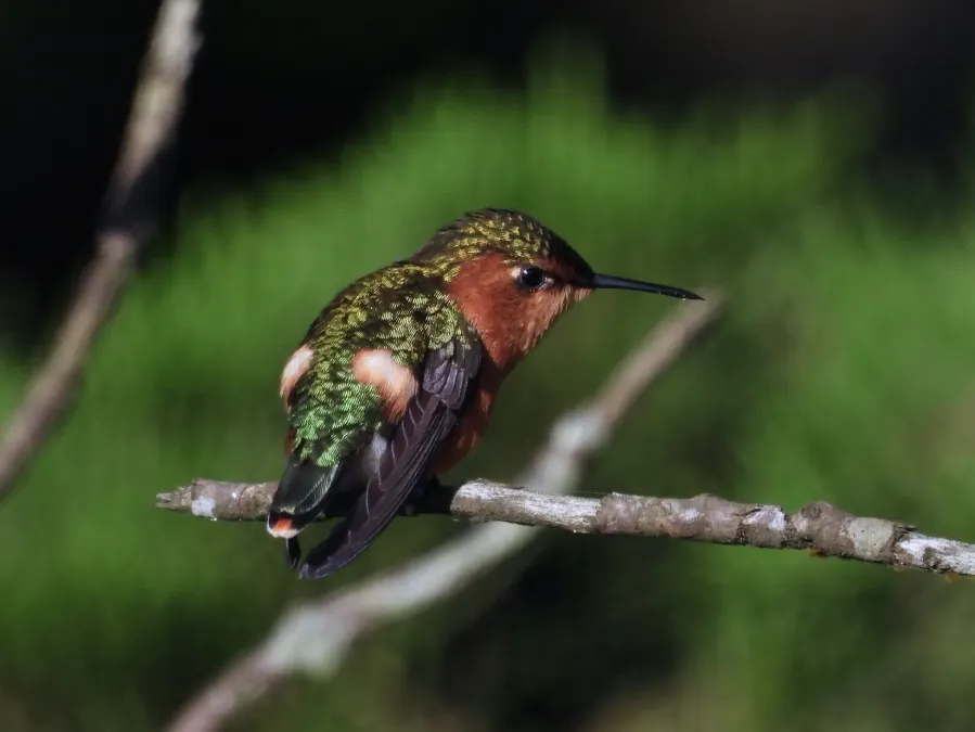 File:Tilmatura dupontii 209958935.jpg