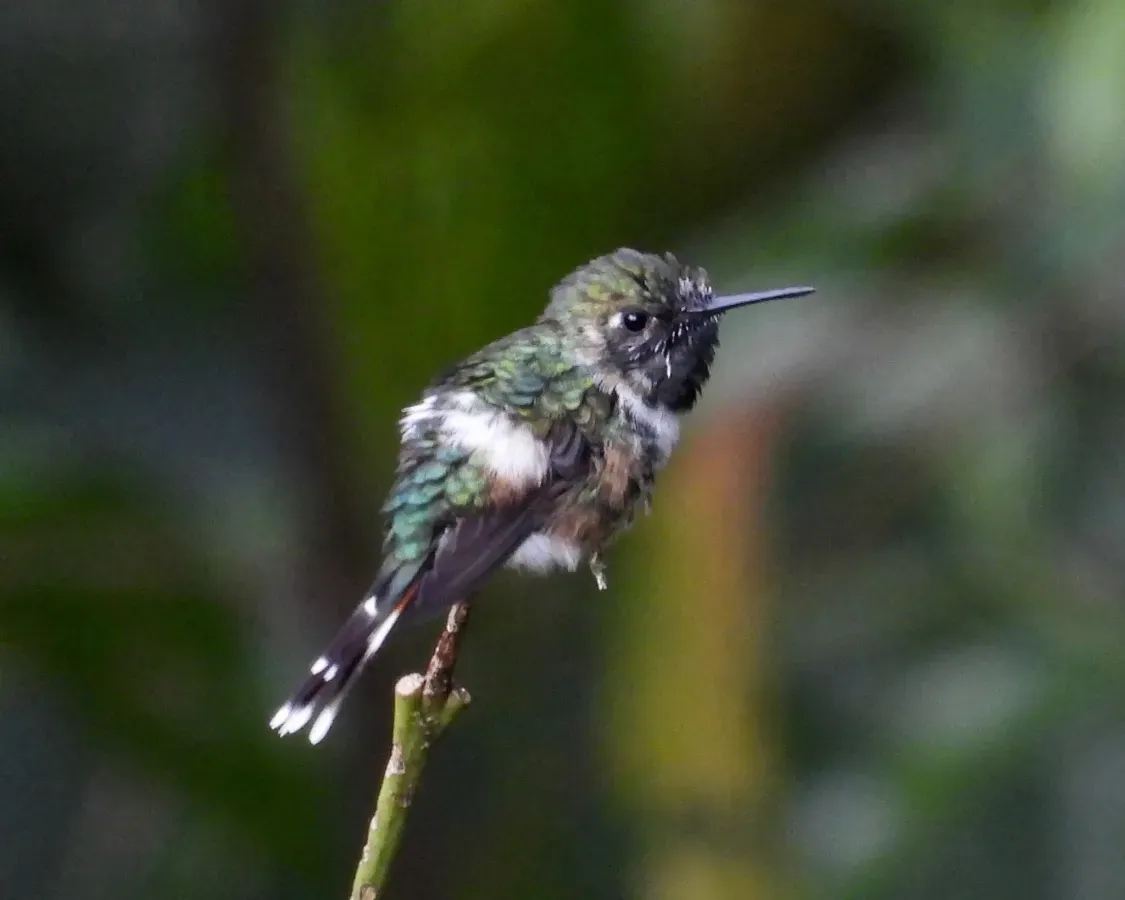 File:Tilmatura dupontii 158160335.jpg