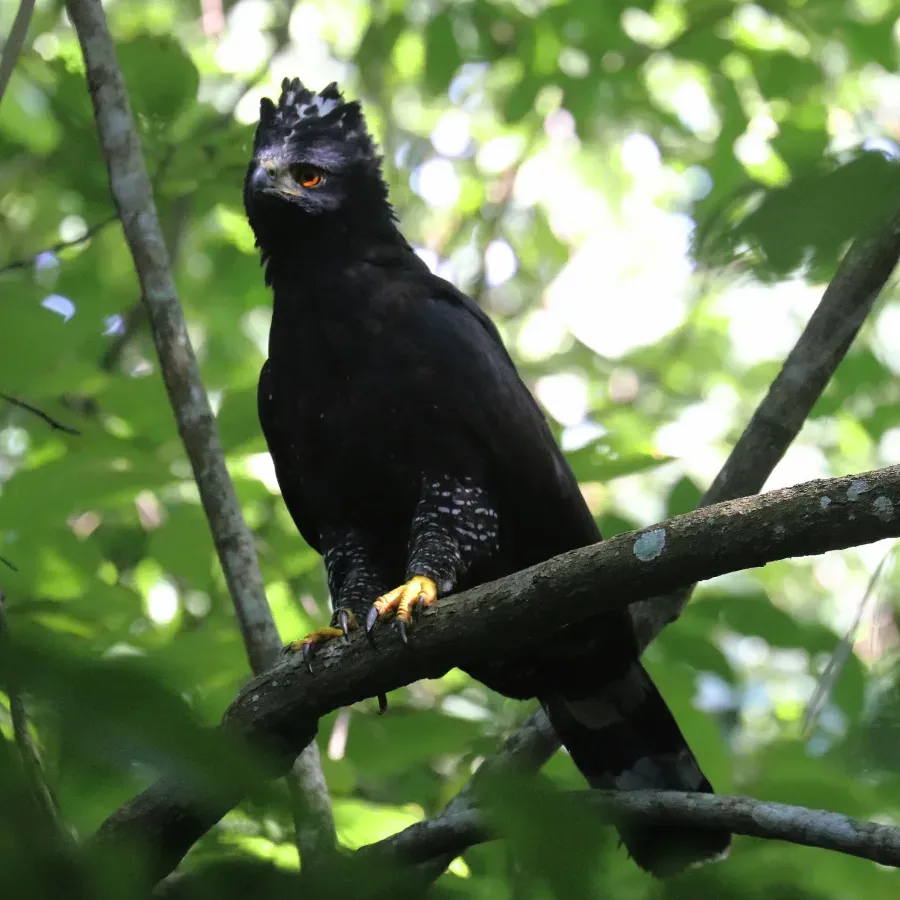 File:Spizaetus tyrannus 51557010.jpg