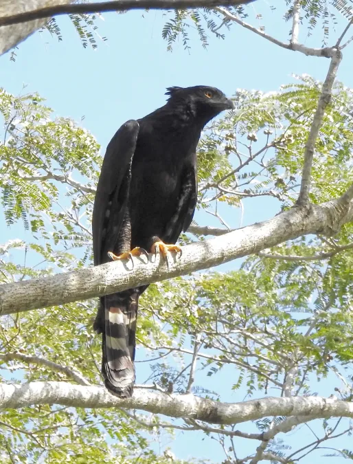 File:Spizaetus tyrannus 61159188.jpg