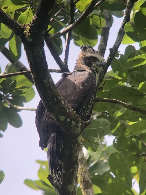 File:Spizaetus tyrannus 232401476.jpg