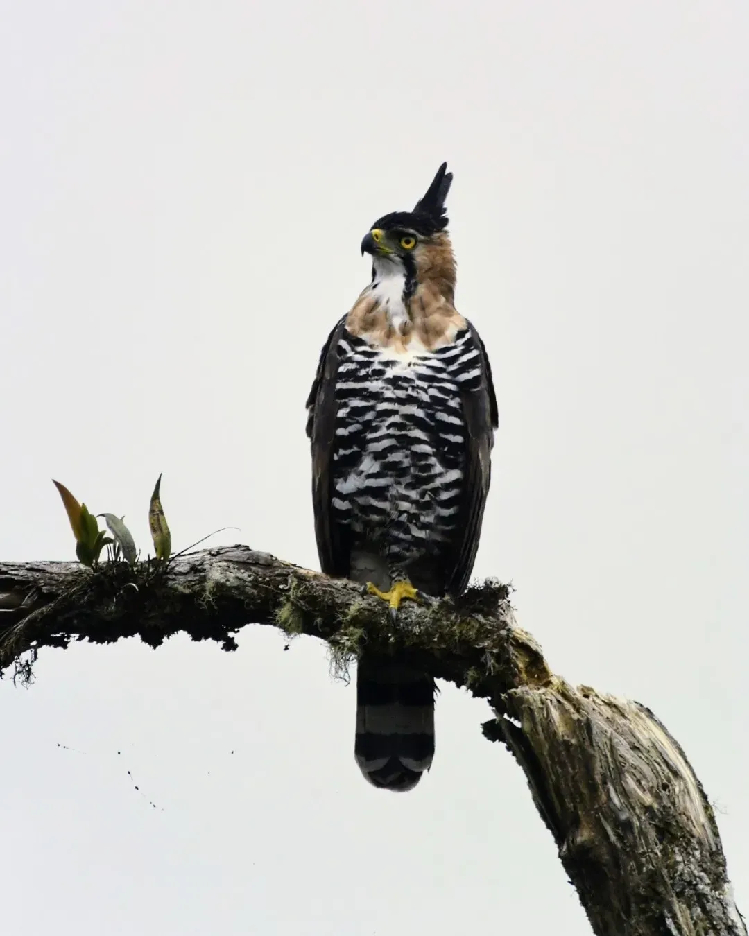 File:Spizaetus ornatus 179284876.jpg