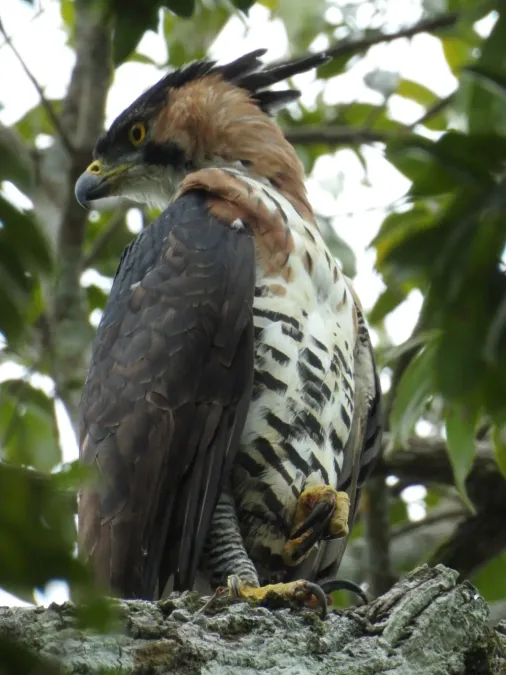 File:Spizaetus ornatus 111811424.jpg