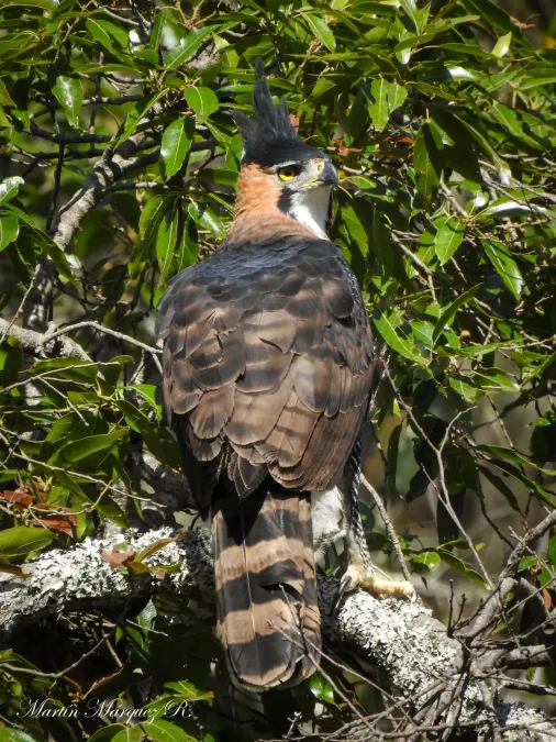 File:Spizaetus ornatus 123203845.jpg