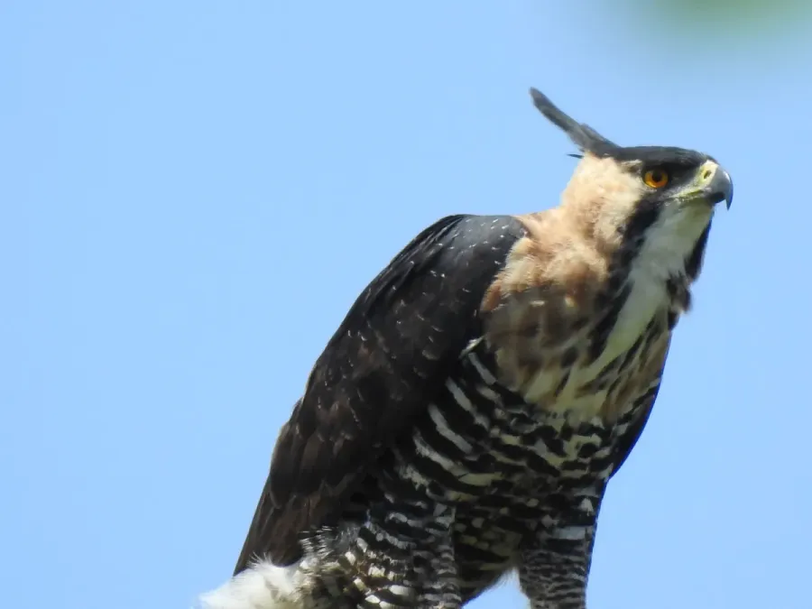 File:Spizaetus ornatus 117009310.jpg