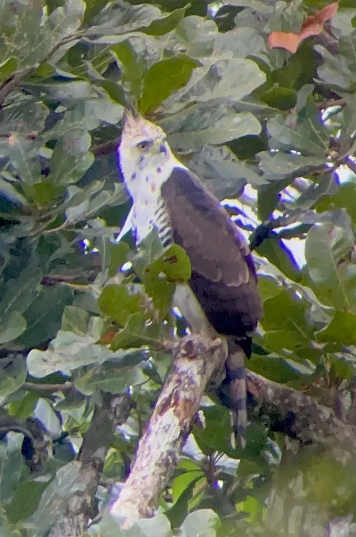 File:Spizaetus ornatus 175228351.jpg