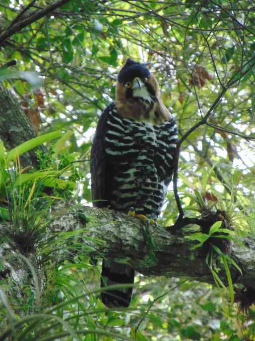 File:Spizaetus ornatus 231335547.jpg