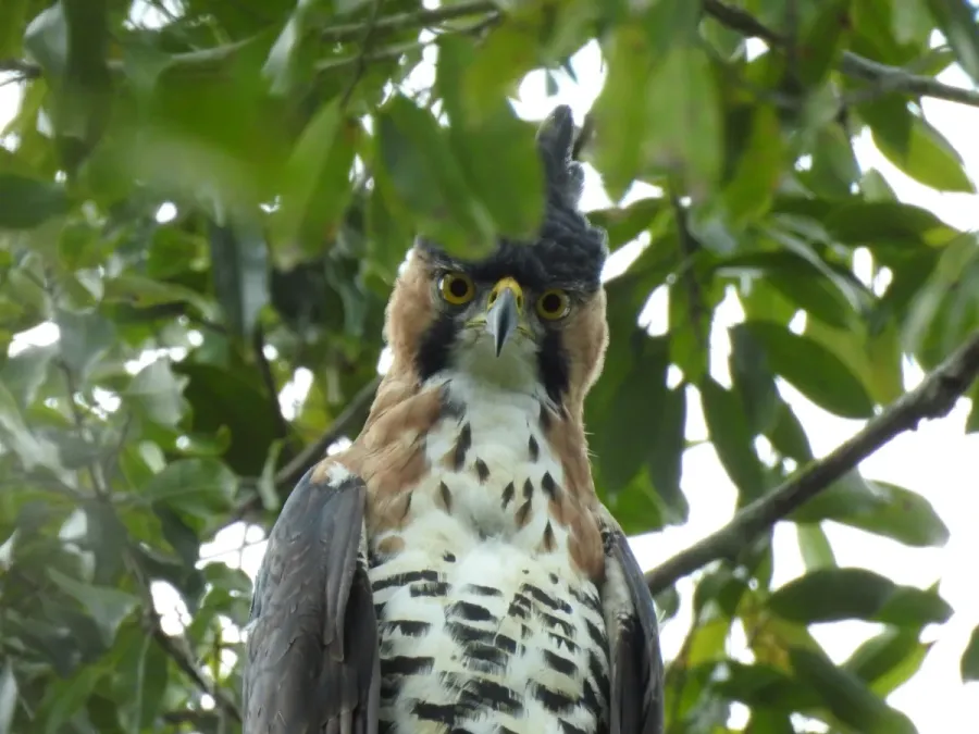 File:Spizaetus ornatus 111811416.jpg