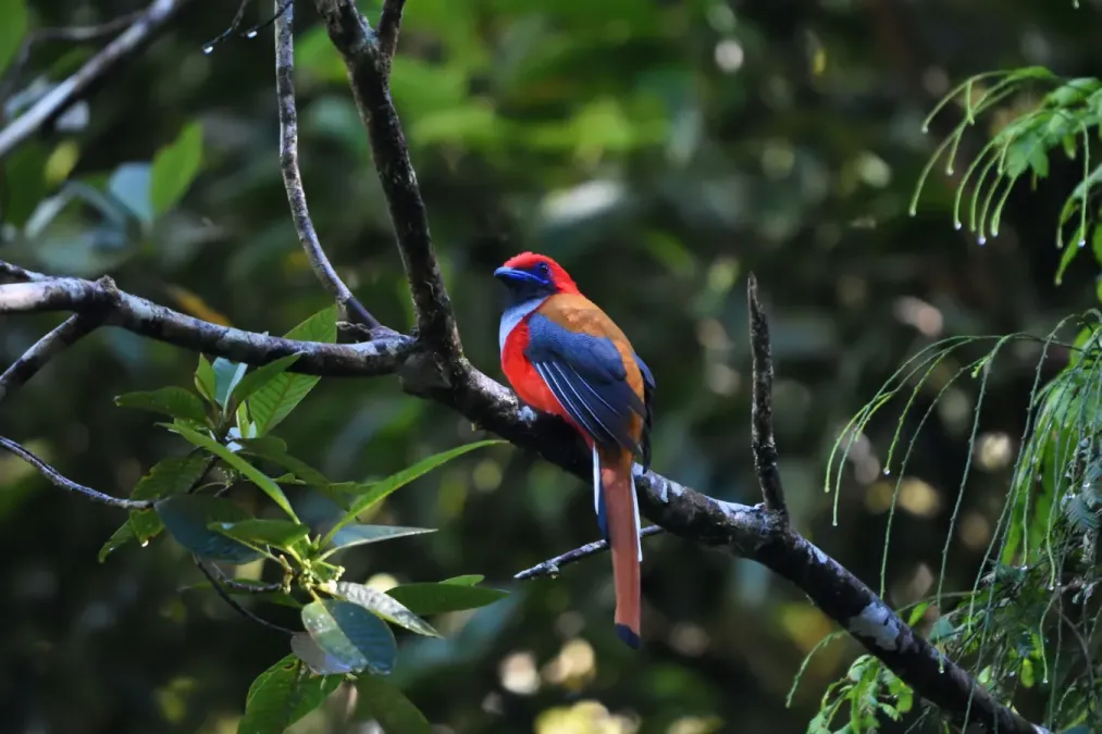 File:Harpactes whiteheadi 219366056.jpg