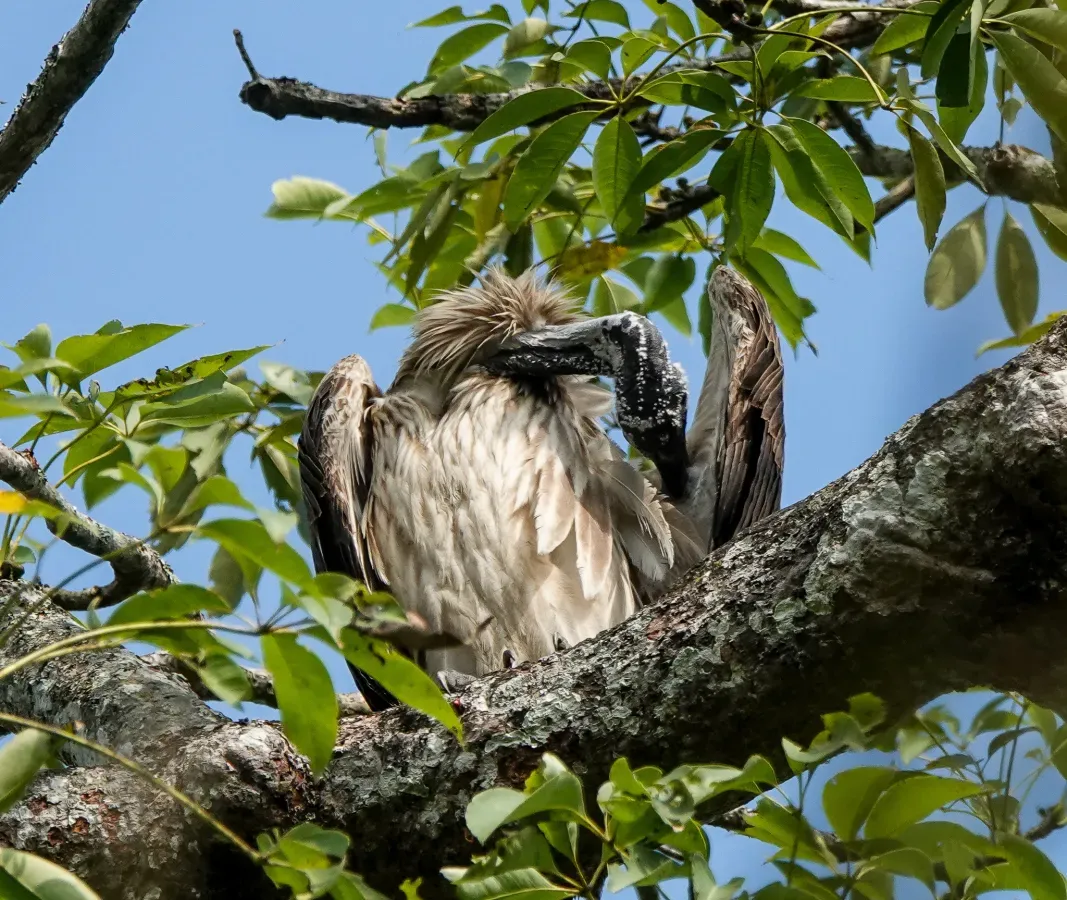 File:Gyps tenuirostris 176449999.jpg