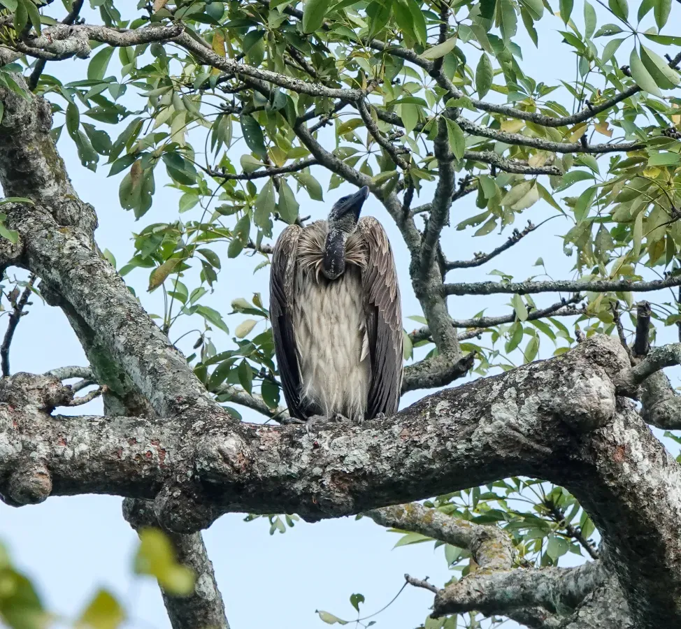 File:Gyps tenuirostris 176450007.jpg