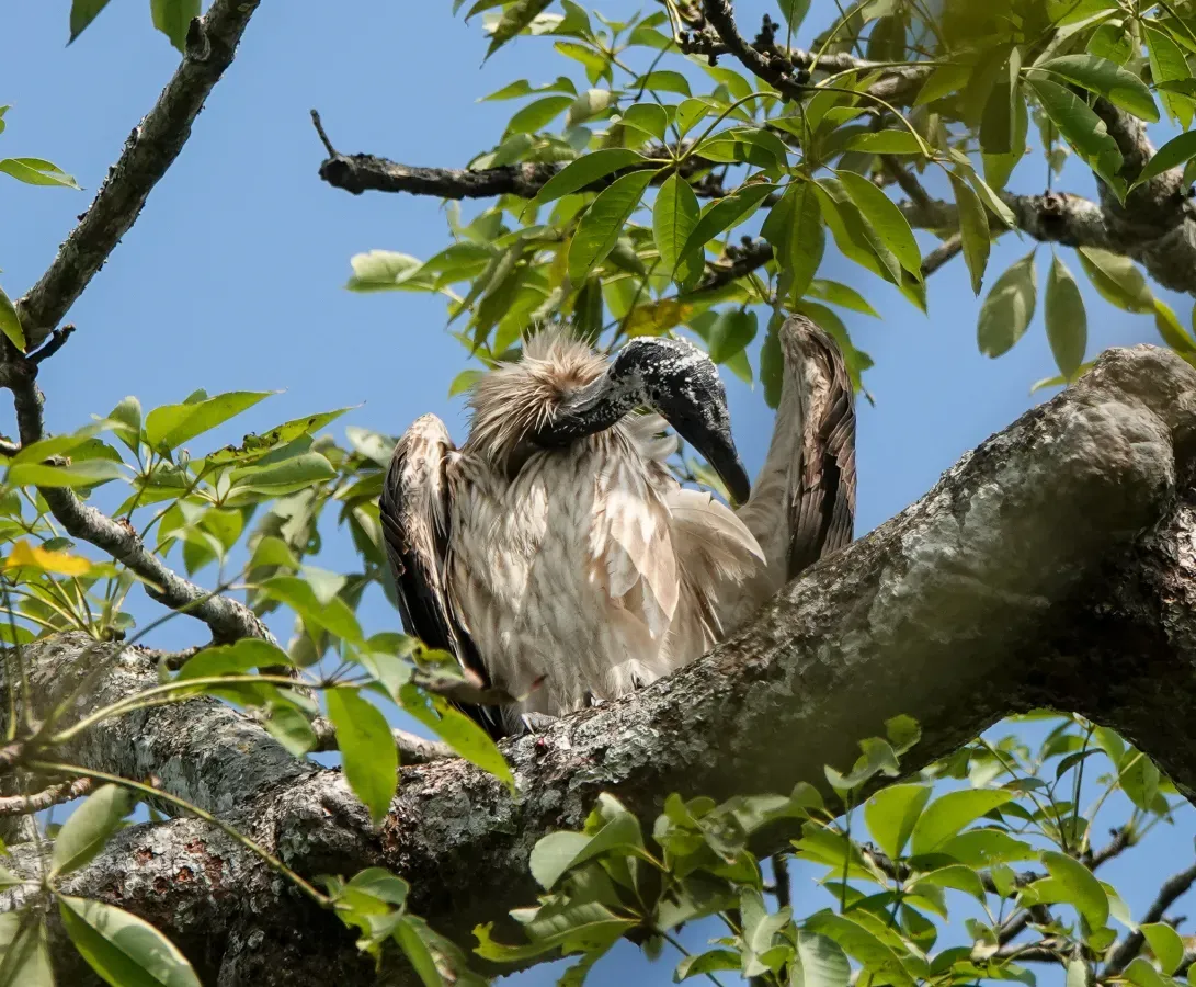 File:Gyps tenuirostris 176450013.jpg