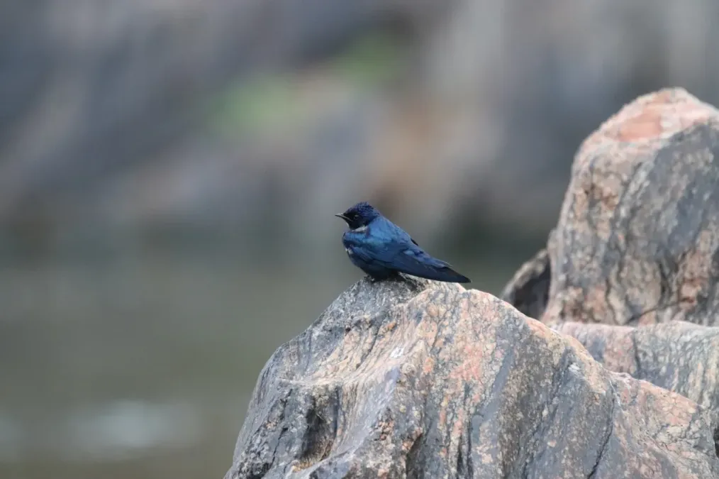 File:Hirundo nigrita 216899149.jpg