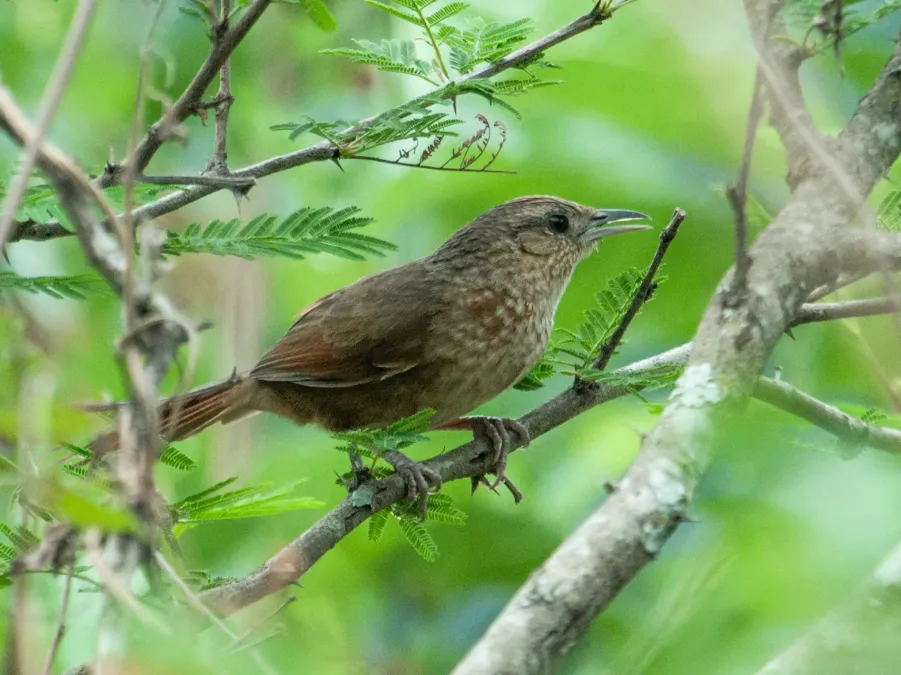 File:Phacellodomus maculipectus - Spot-breasted Thornbird (cropped).jpg