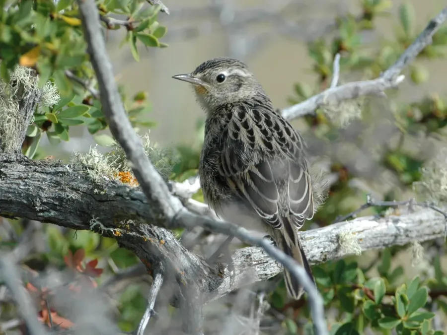 File:Austral Canastero (Asthenes anthoides) from behind (cropped) 2.jpg