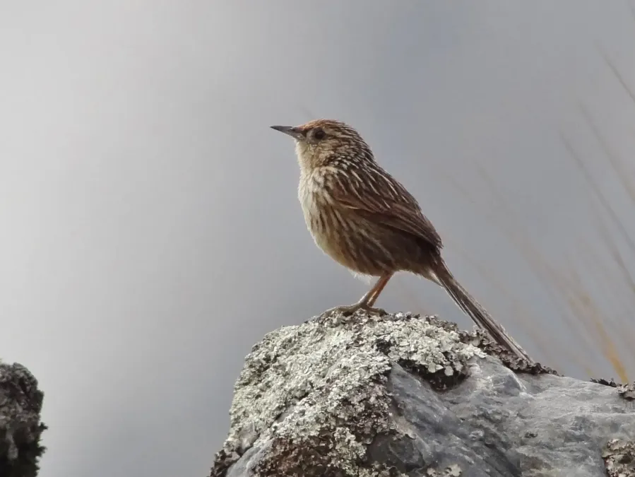 File:Asthenes maculicauda - Scribble-tailed Canastero; Pongo, La Paz, Bolivia (cropped)2.jpg