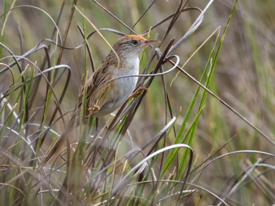 File:Spartonoica maluroides - Bay-capped Wren-Spinetail; Tavares, Rio Grande do Sul, Brazil (cropped).jpg