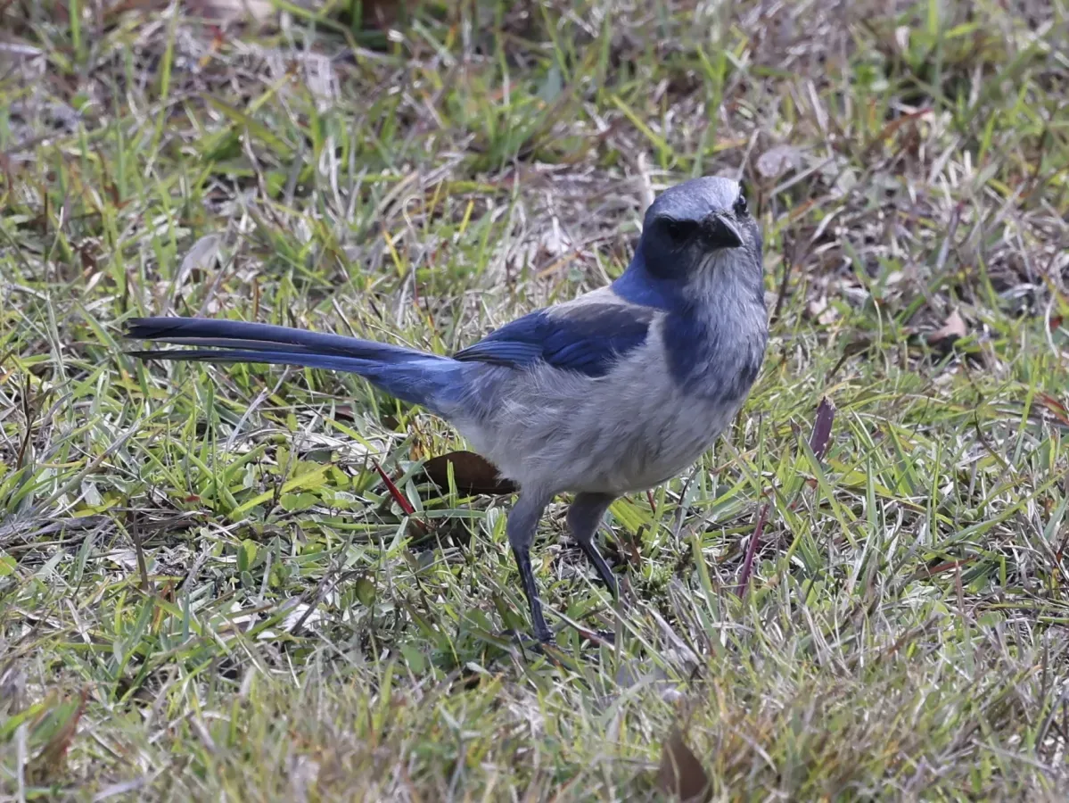 File:Aphelocoma coerulescens 255677534.jpg