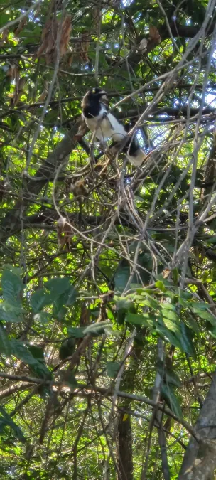 File:Cyanocorax cyanopogon in Pantanal Marimbus, Chapada Diamantina, 10-02-2023 5.jpg