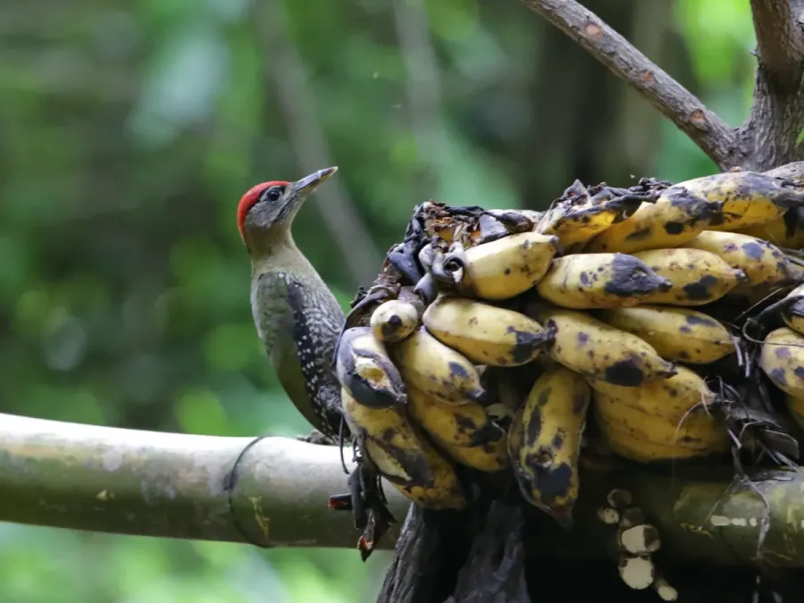 File:Picus viridanus 129255181.jpg
