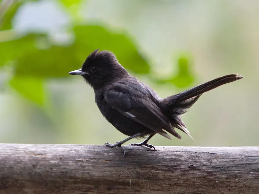 File:Knipolegus aterrimus -Macchu Picchu, Peru-8 (cropped).jpg