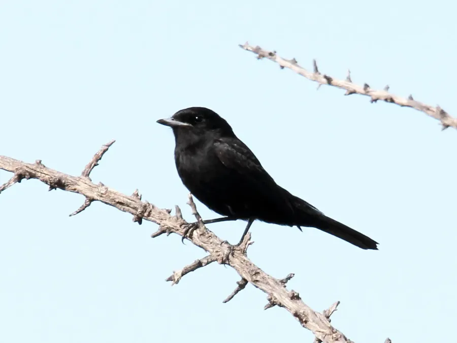 File:Hudson's Black-Tyrant (Knipolegus hudsoni) (15958650301) (cropped).jpg