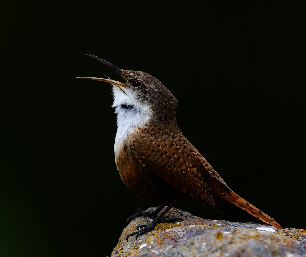 File:Catherpes mexicanus2.jpg