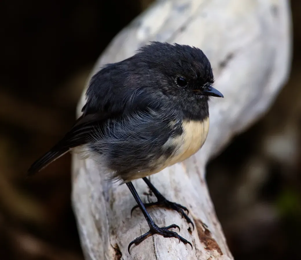 File:Petroica australis2.jpg