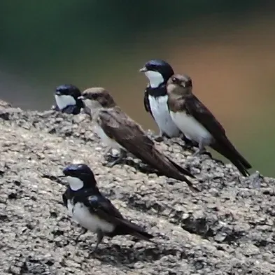 File:Pygochelidon melanoleuca Black-collared Swallow, Apiacás, Mato Grosso, Brazil (cropped).jpg