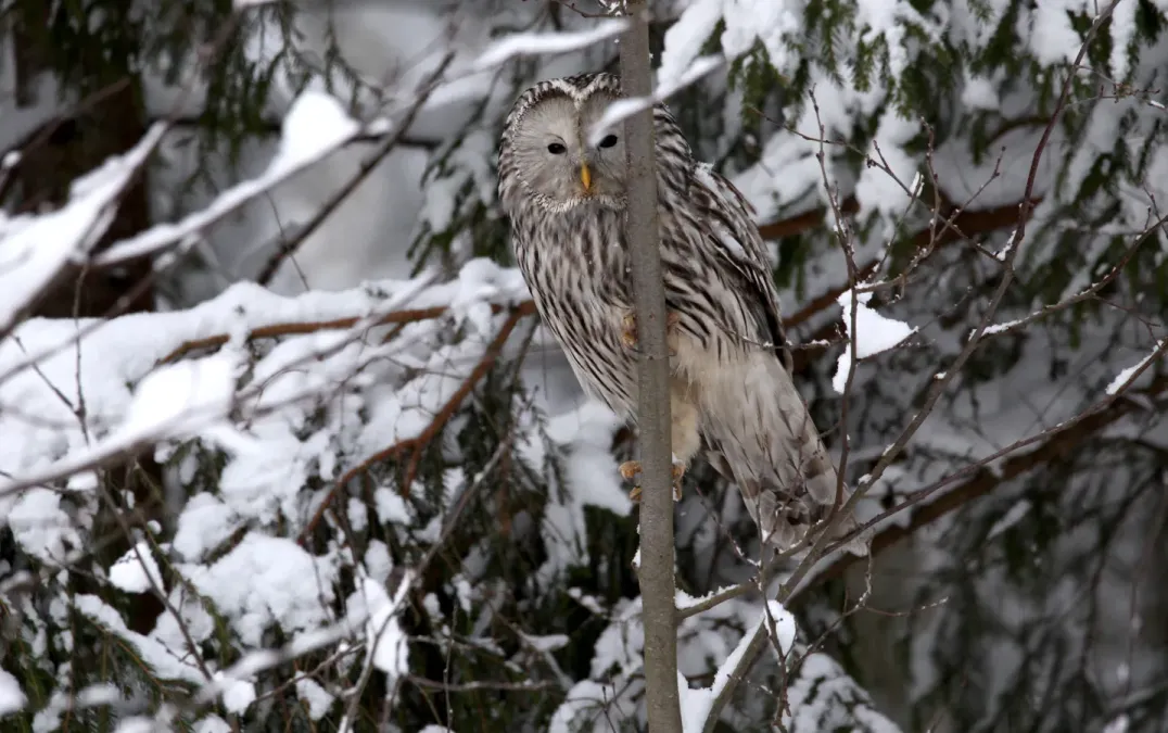 File:Ural owl (strix uralensis) in Kõrvemaa, Estonia (2023).jpg